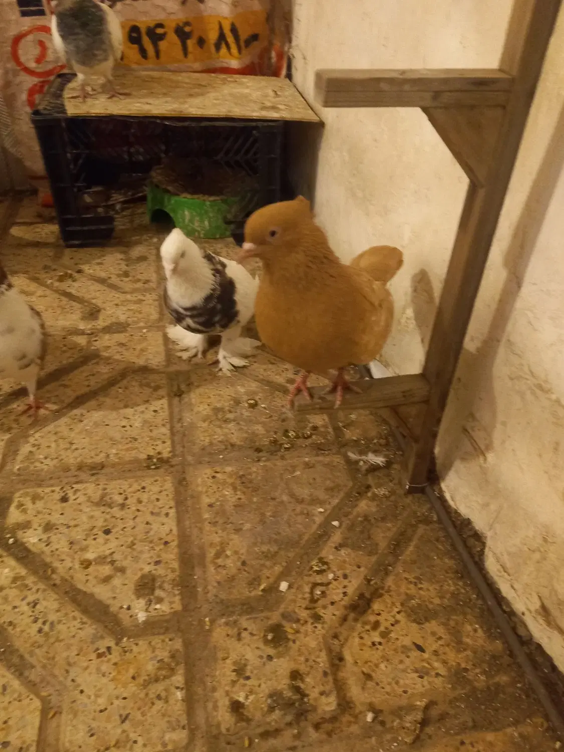 ۱۲۰۰۰۰۰|پرنده|مشهد, هفت تیر (نه دره)|دیوار