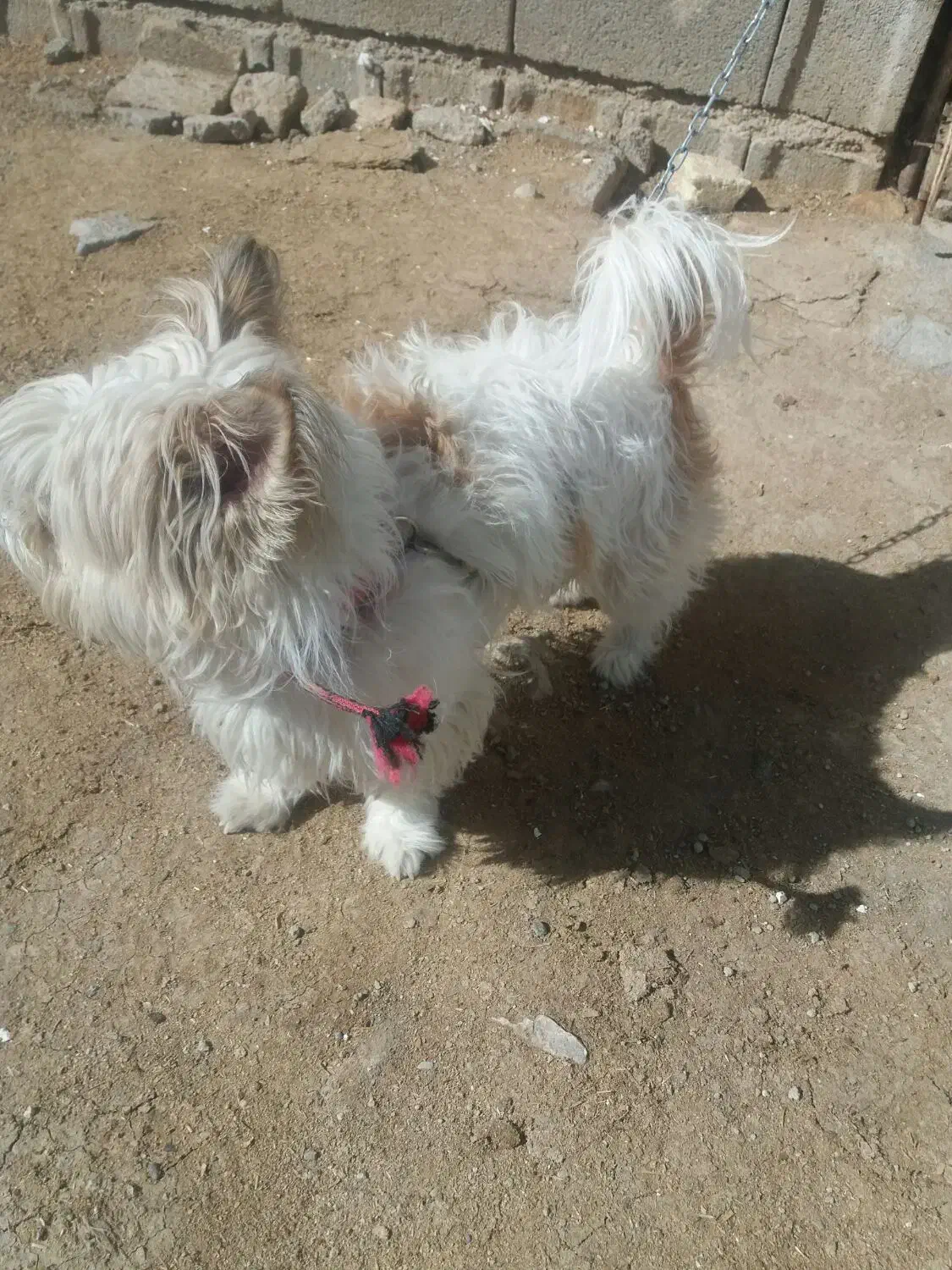 سگ خانگی|سگ|کنگاور, |دیوار