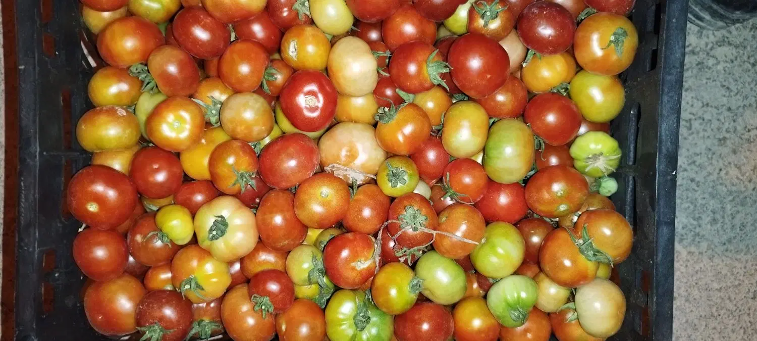گوجه|خدمات باغبانی و درختکاری|ثلاث باباجانی, |دیوار