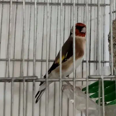 سهره نر 3ساله جفتی بشرط معاوضه با قناری|پرنده|خرم‌آباد, |دیوار