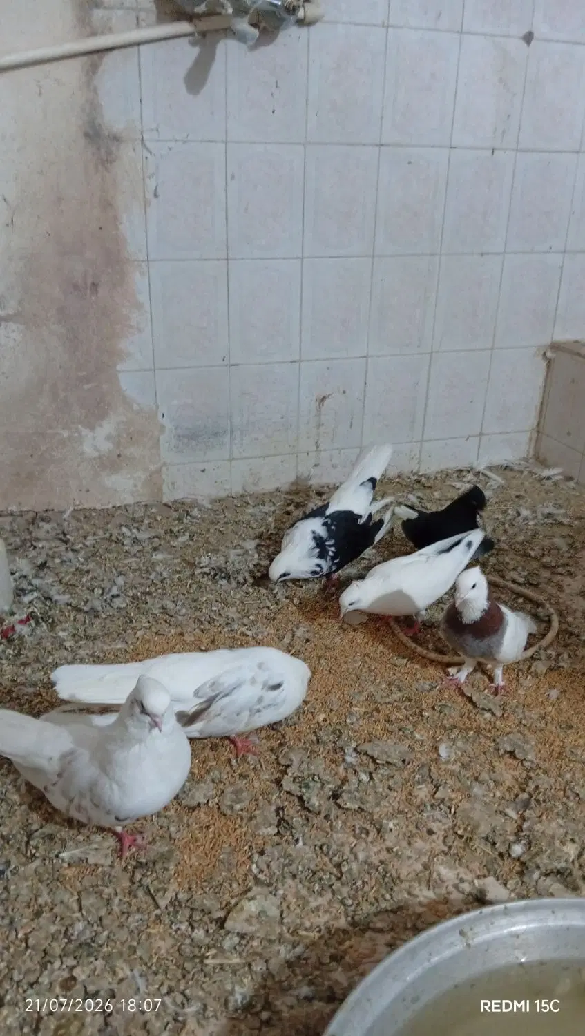 کفتر|پرنده|بم, |دیوار