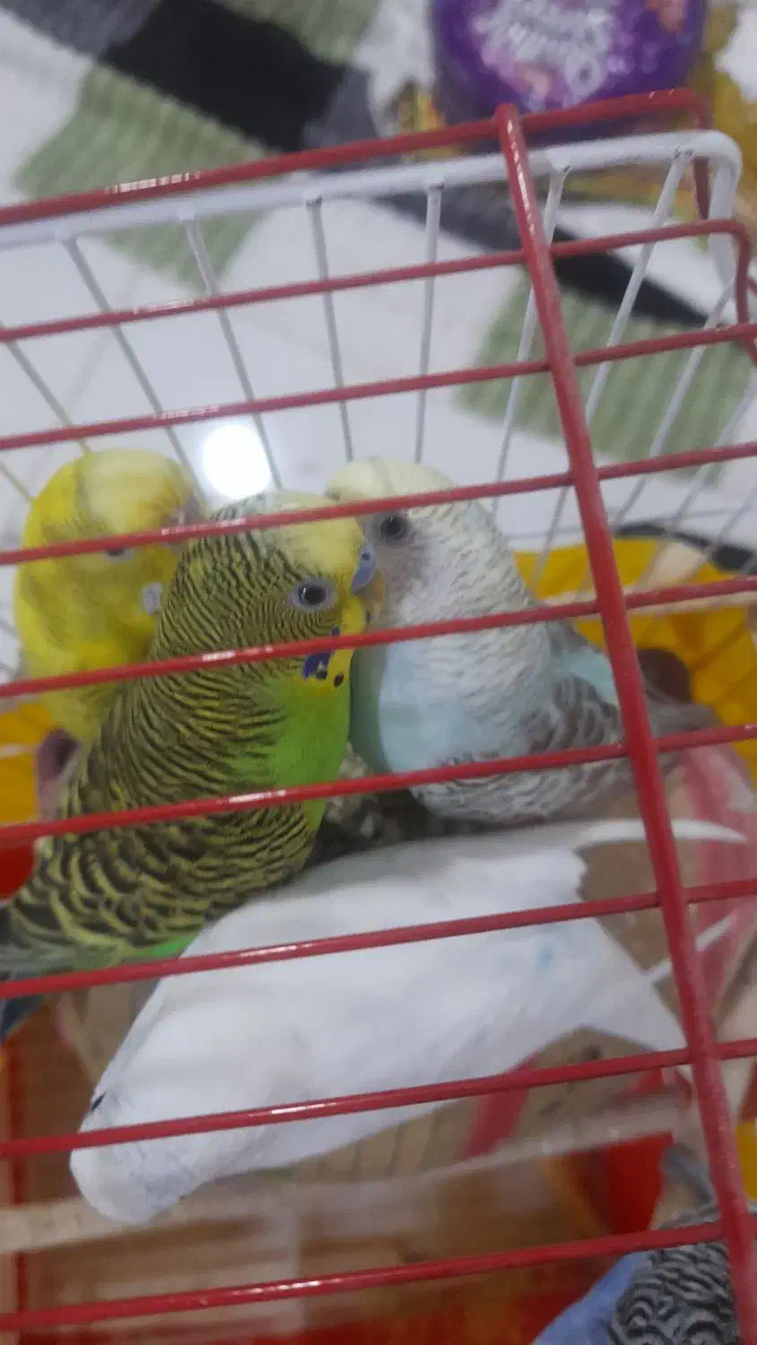 مرغ عشق|پرنده|قشم, |دیوار