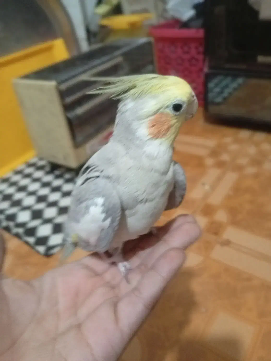 یک جفت عروس هلندی مولد سینامون|پرنده|بندر امام خمینی, |دیوار