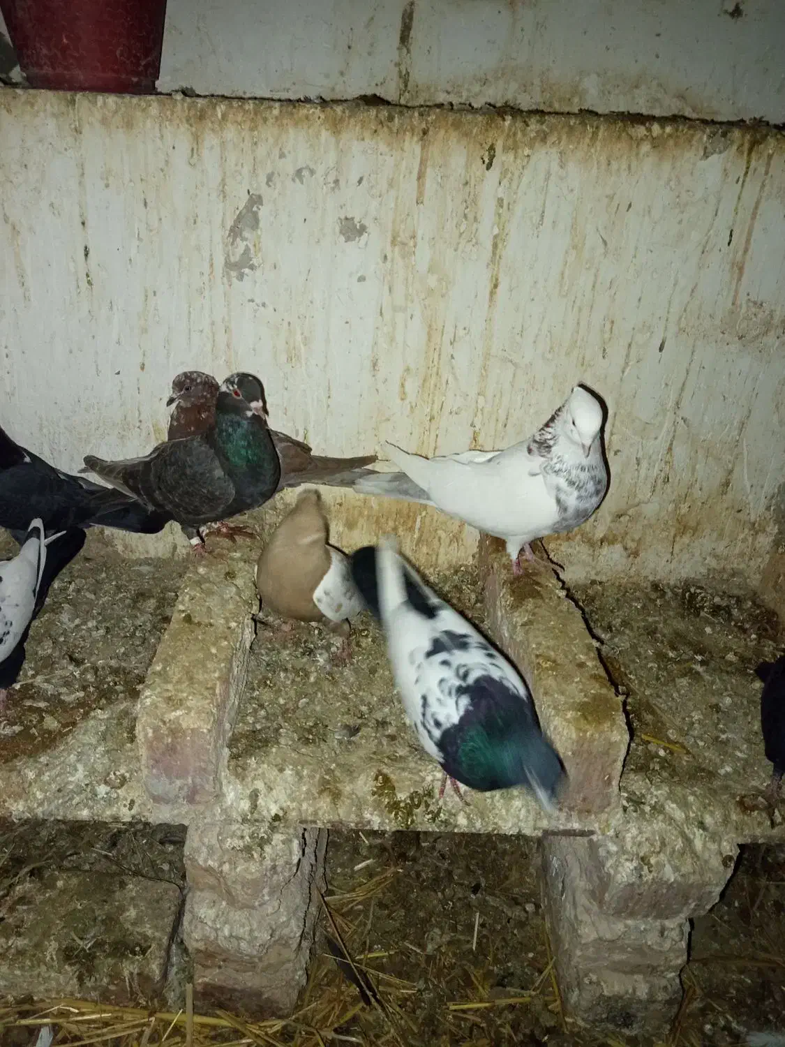 کبوتر 170|پرنده|رضویه, |دیوار