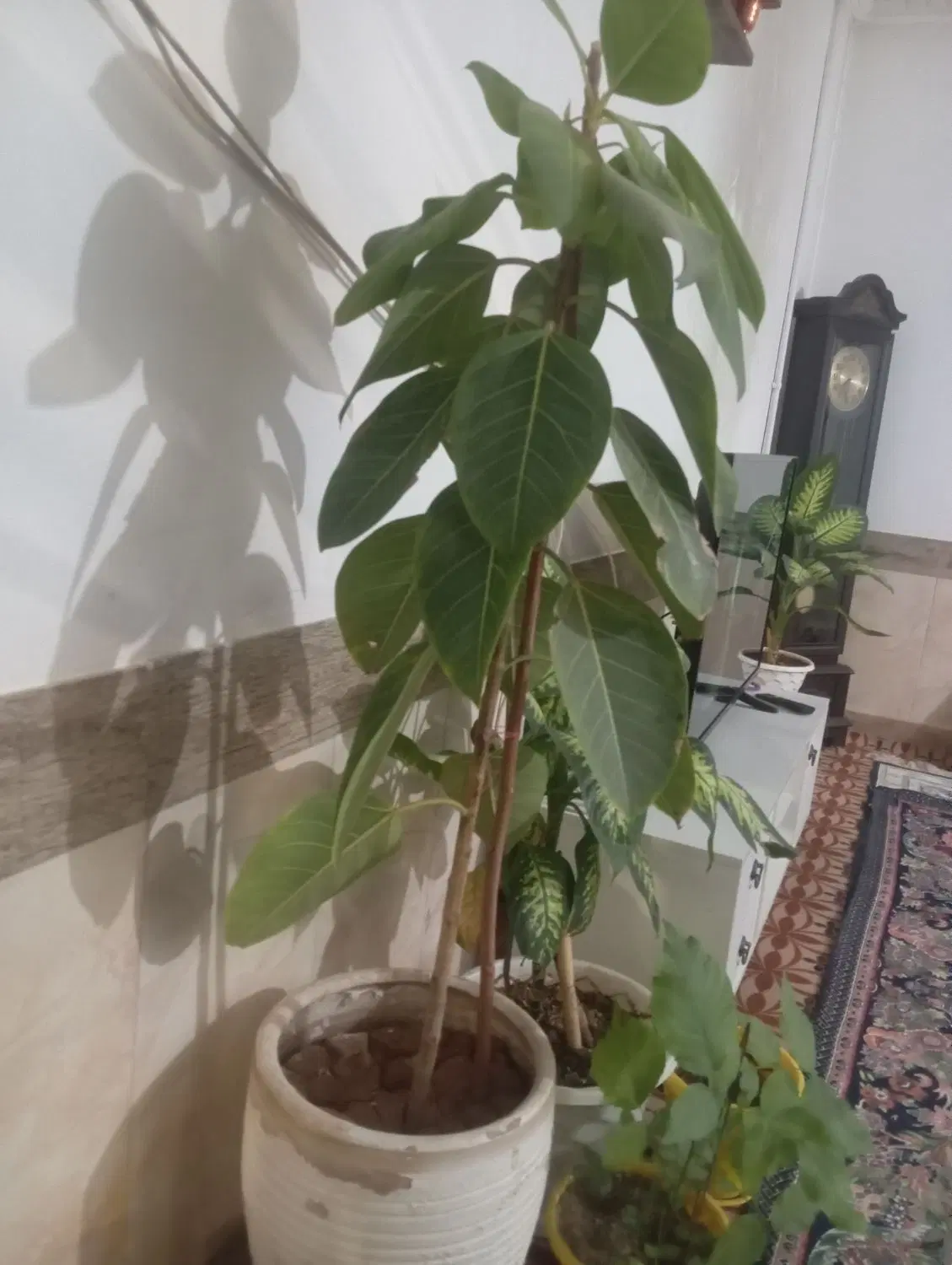 گل طبیعی|گل و گیاه طبیعی|خمینیشهر, |دیوار