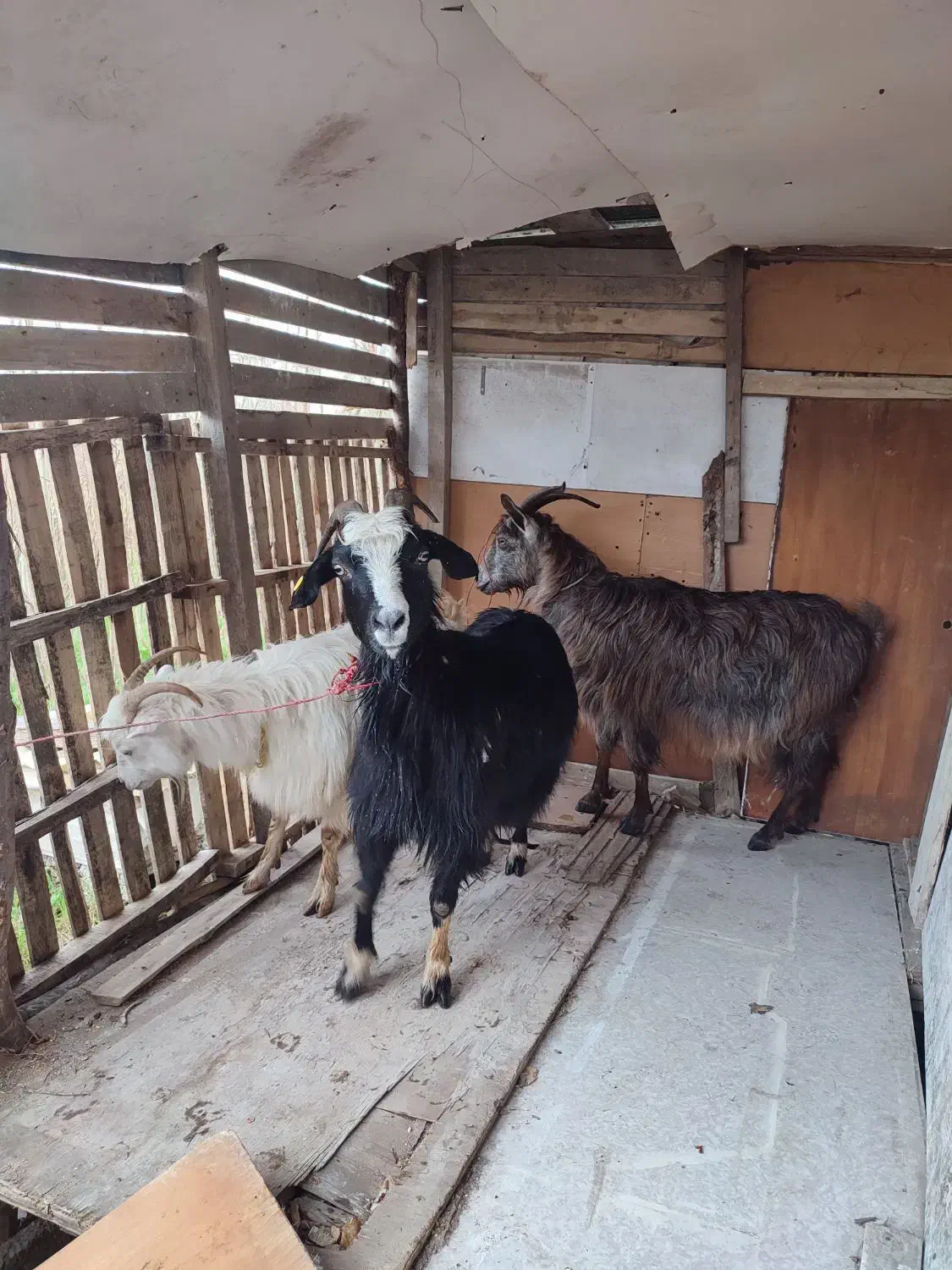 بز مولد|حیوانات مزرعه|رشت, ولکس|دیوار