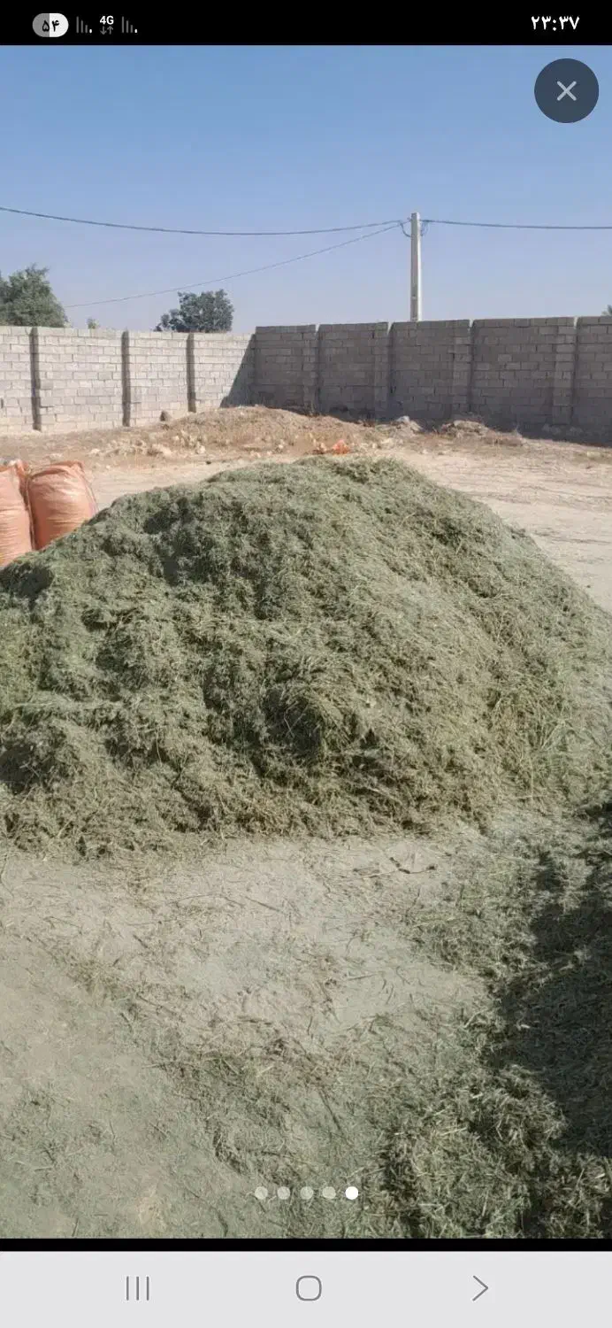 یونجه|خدمات باغبانی و درختکاری|بهبهان, |دیوار