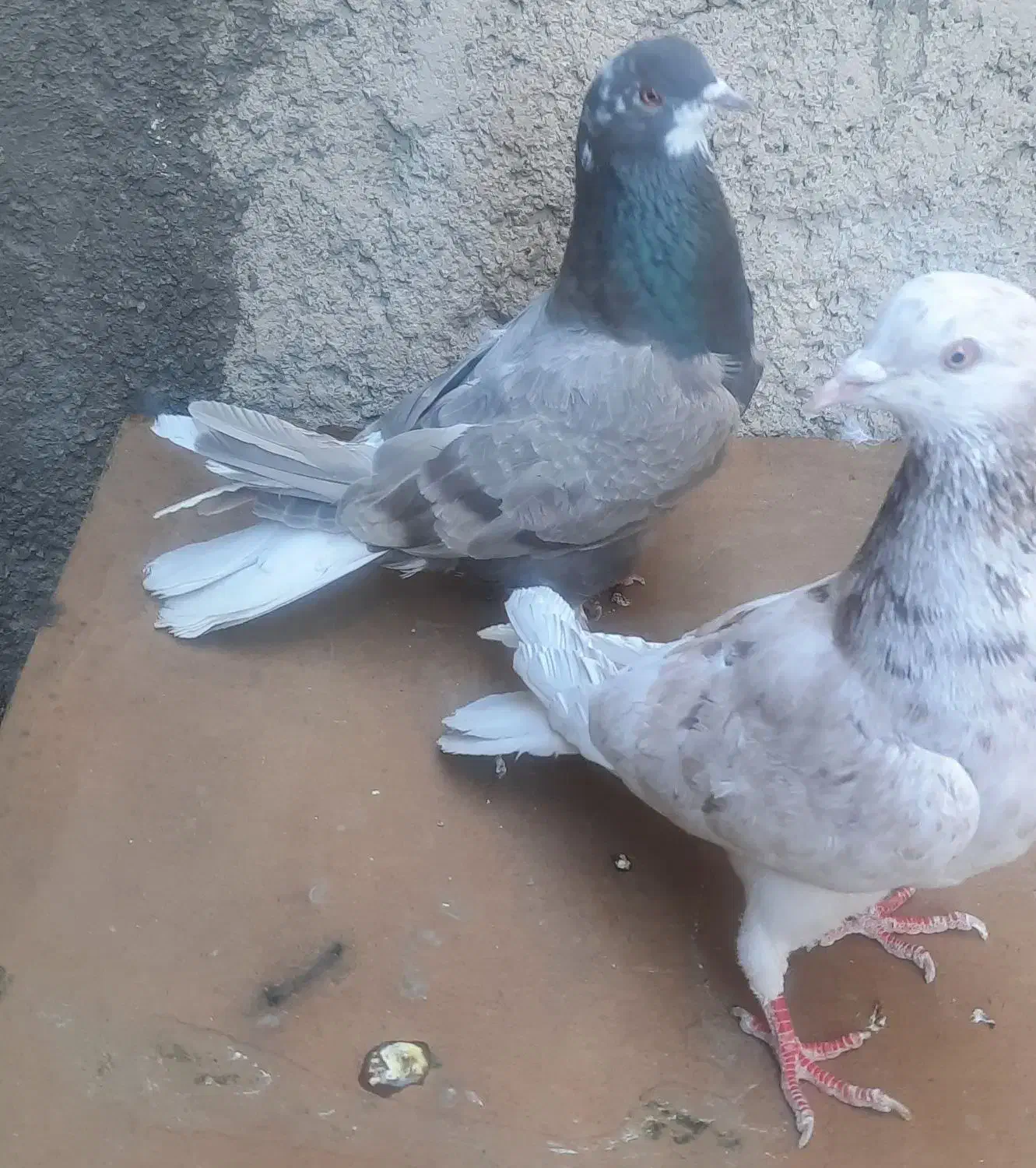 کفتر|پرنده|شهر ری, سرتخت|دیوار