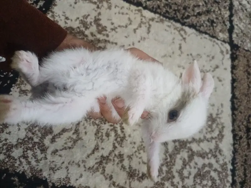 خرگوش|موش و خرگوش|بندر کنگان, |دیوار