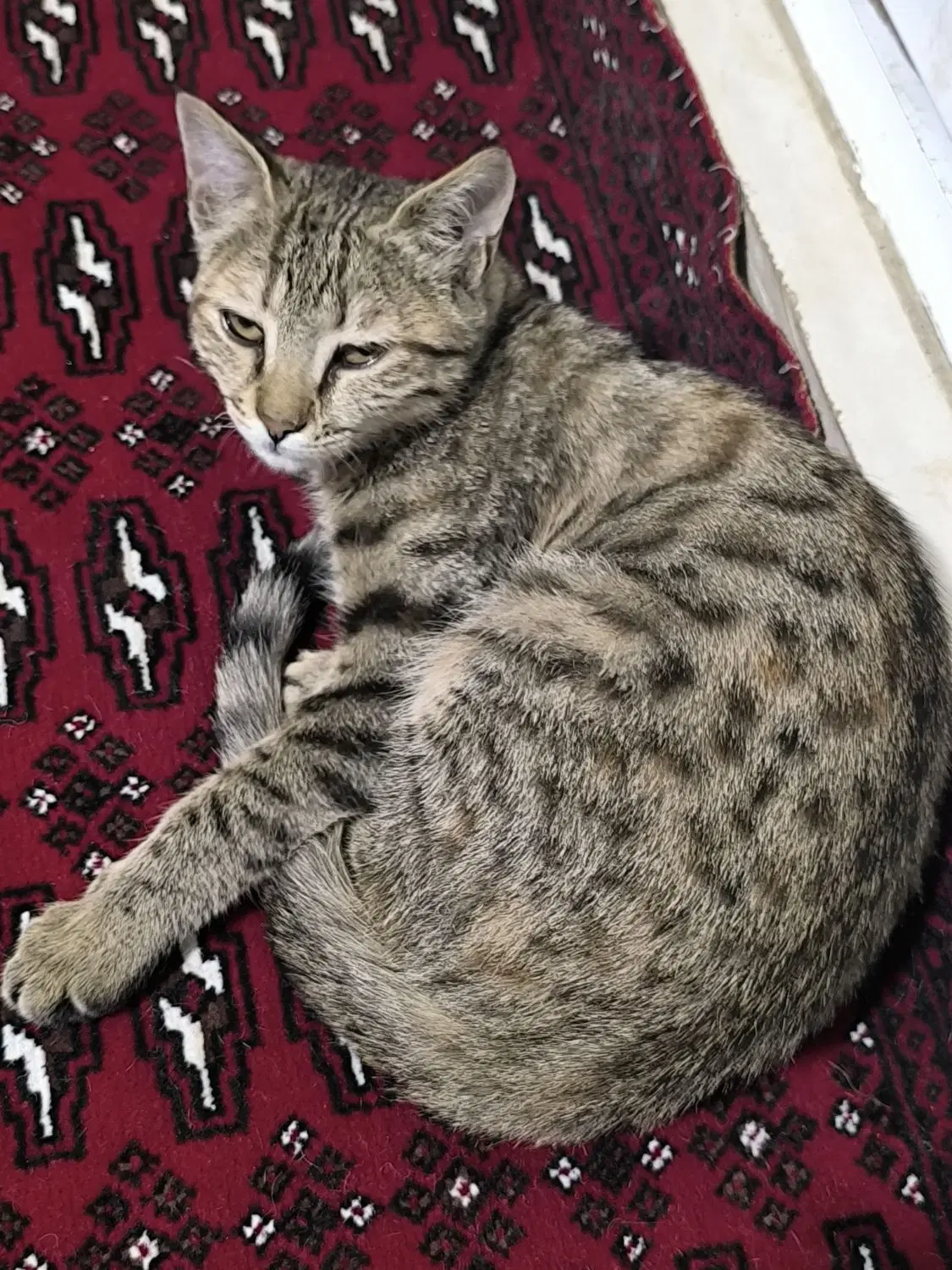 گربه|گربه|کرمانشاه, |دیوار