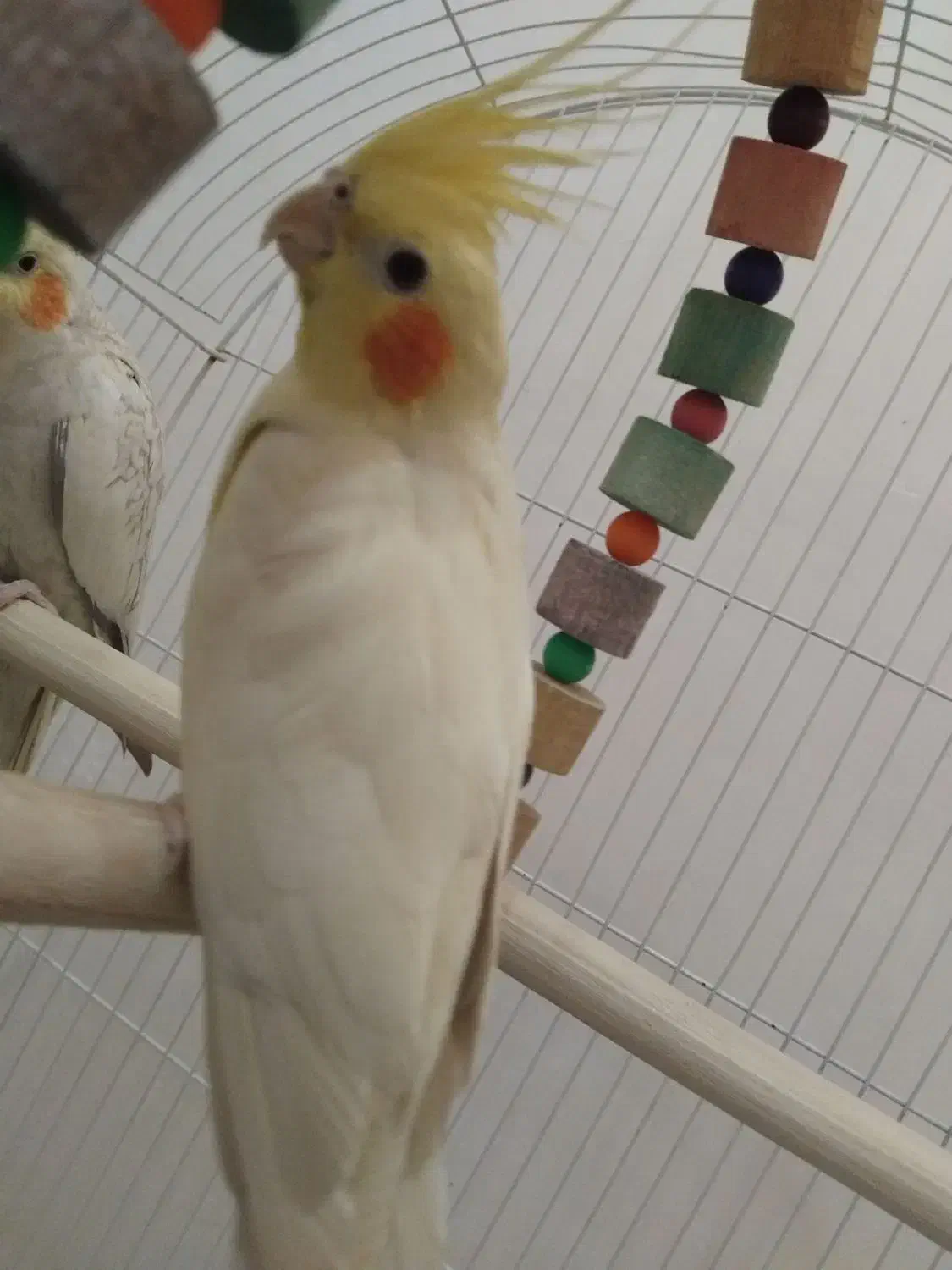 عروس هلندی|پرنده|نسیمشهر, |دیوار