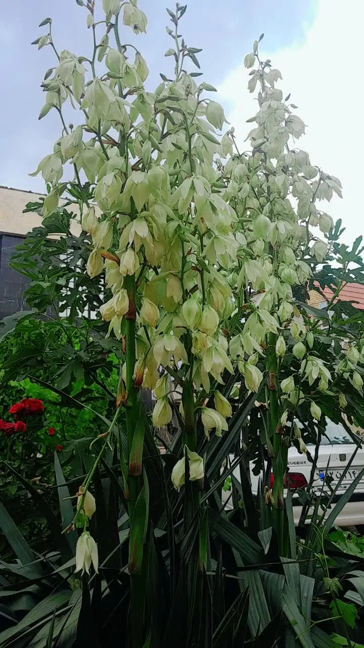 تصویر 5