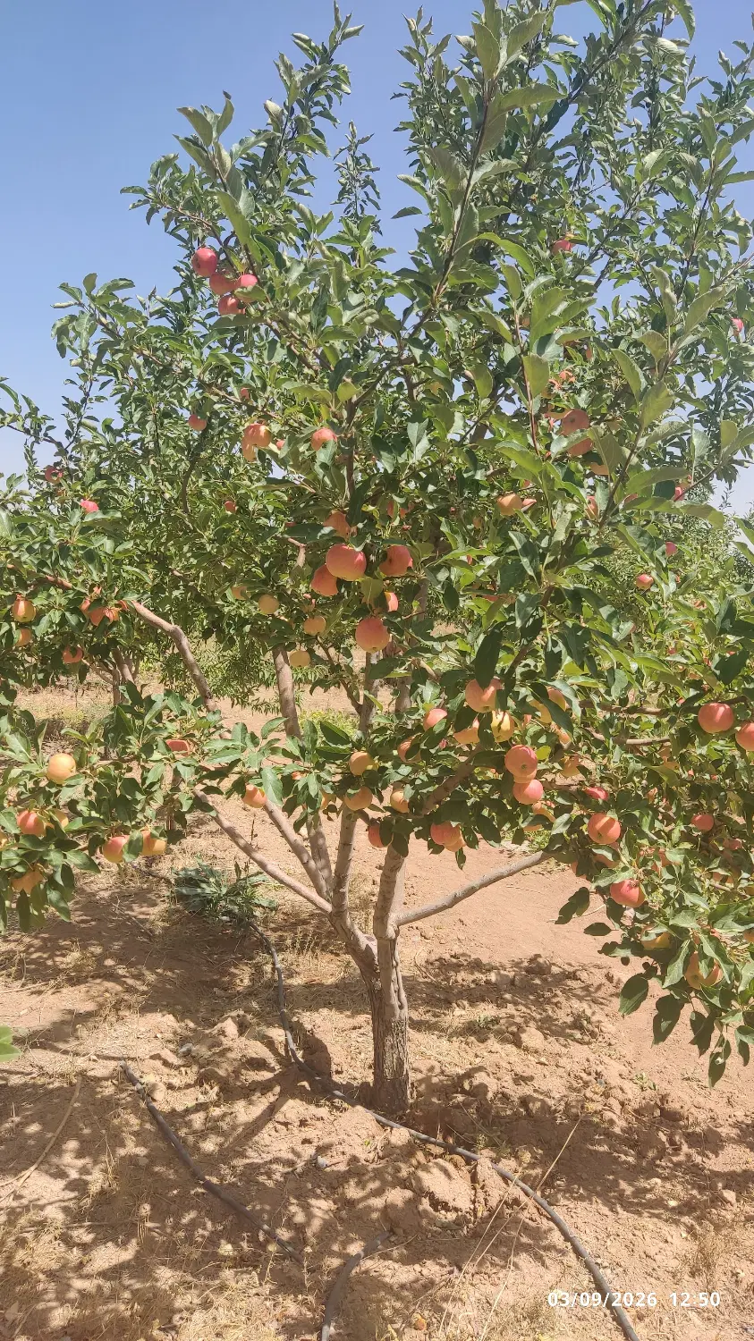 سیب|خوردنی و آشامیدنی|زنجان, |دیوار