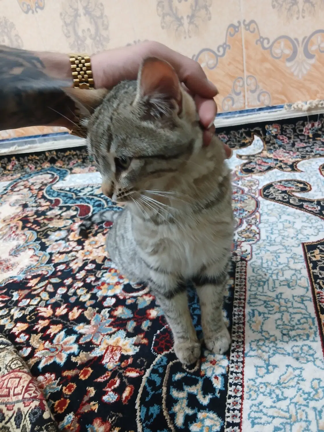 گربه|گربه|اردبیل, |دیوار