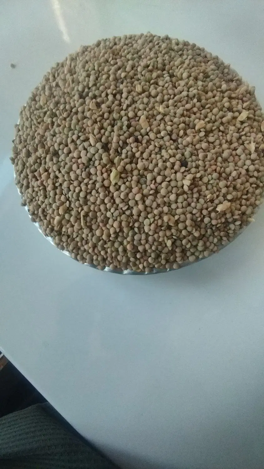 عدس|خوردنی و آشامیدنی|نورآباد, |دیوار
