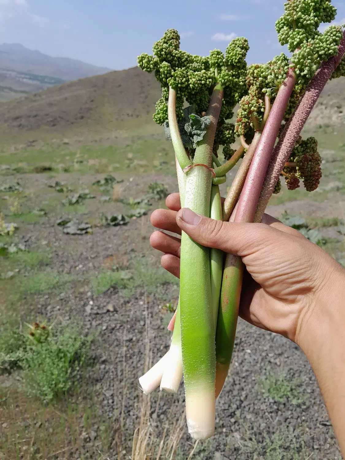ریواس|خوردنی و آشامیدنی|تفرش, |دیوار