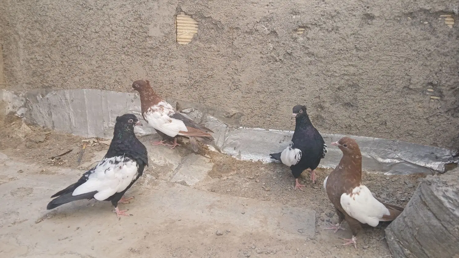 سینه ای|پرنده|لنجان, |دیوار