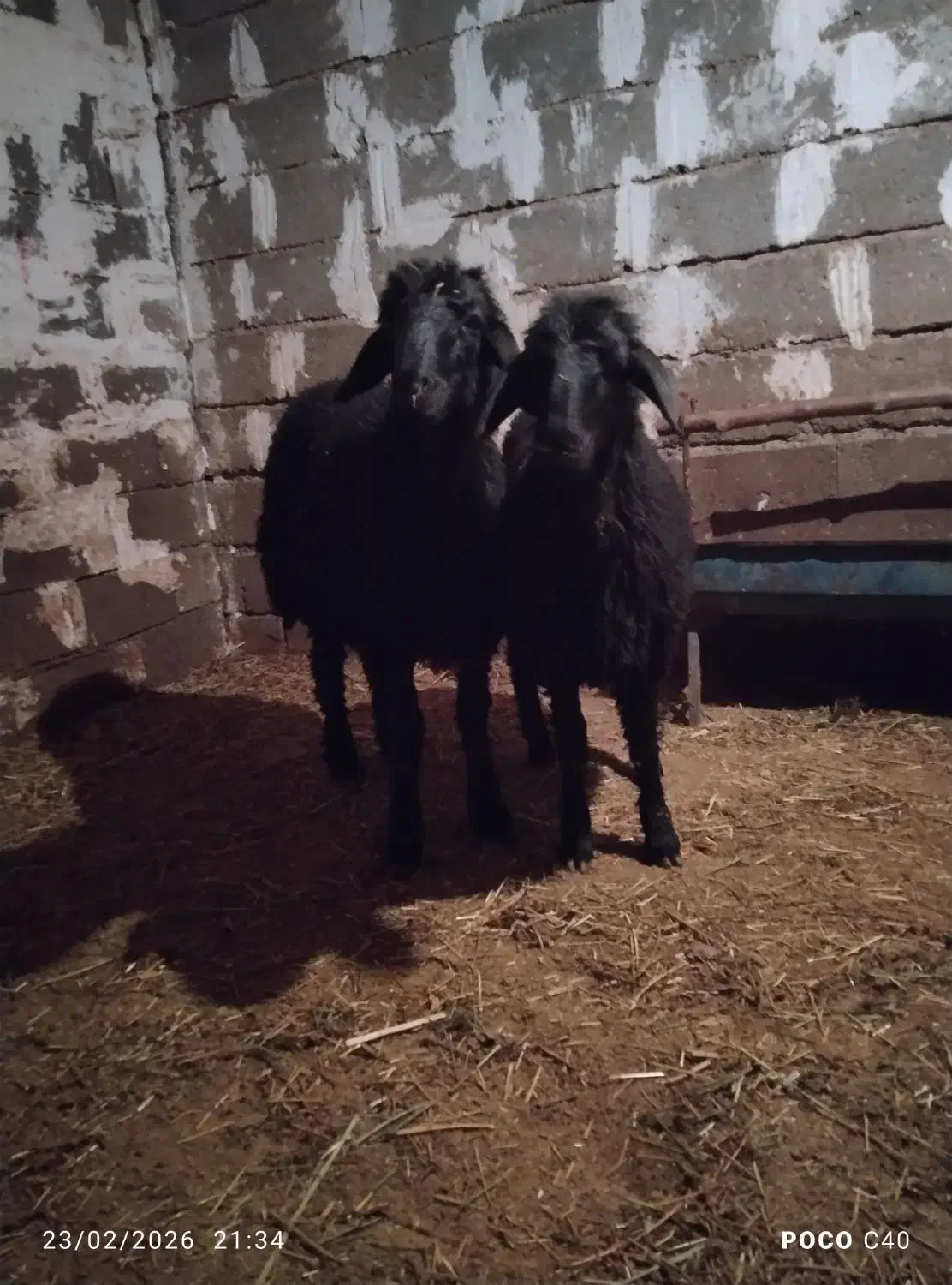 گوسفند|حیوانات مزرعه|باروق, |دیوار