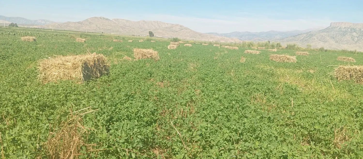 یونجه|عمدهفروشی|دشت ذهاب, |دیوار