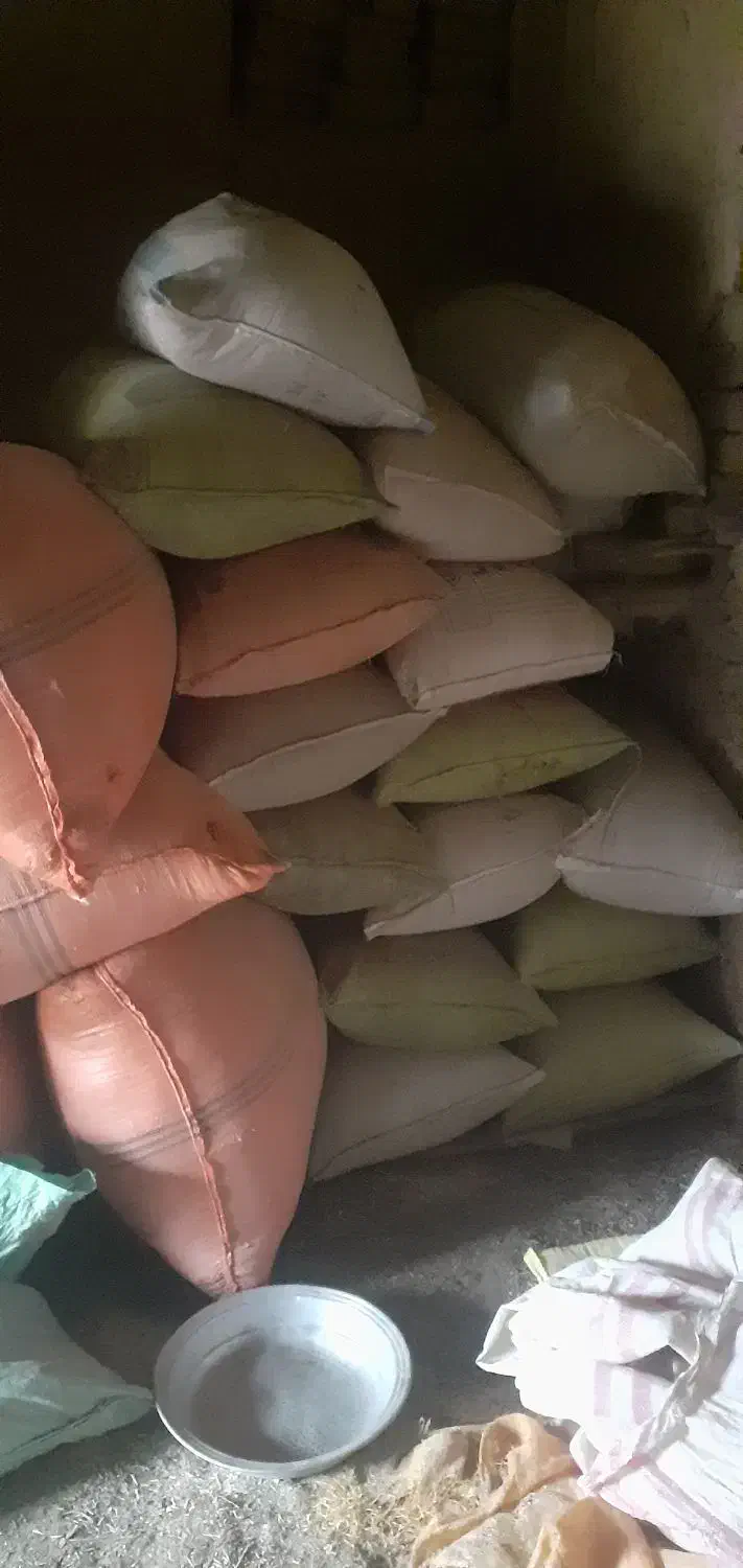 کاه خارشتری|خدمات باغبانی و درختکاری|مشهد, تبادکان|دیوار