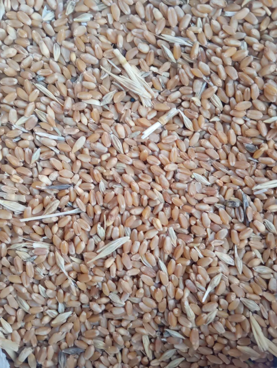 گندم|عمده‌فروشی|آبدانان, |دیوار