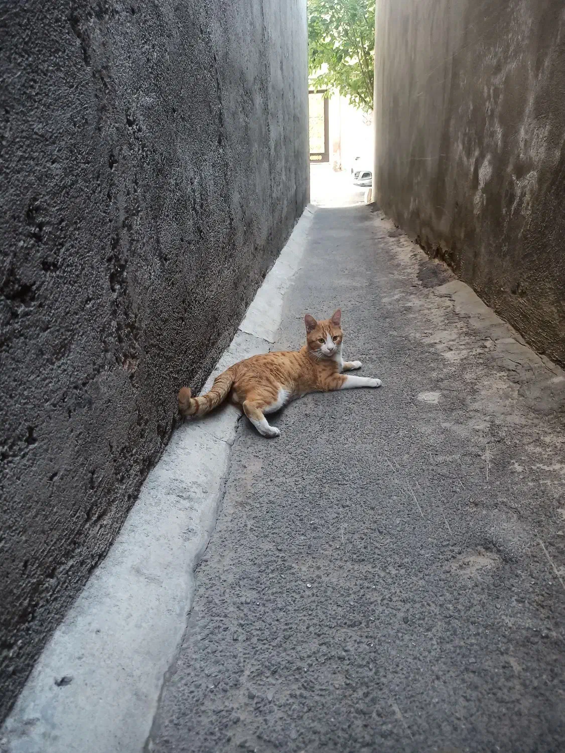 گم شده|حیوانات|تبریز, |دیوار