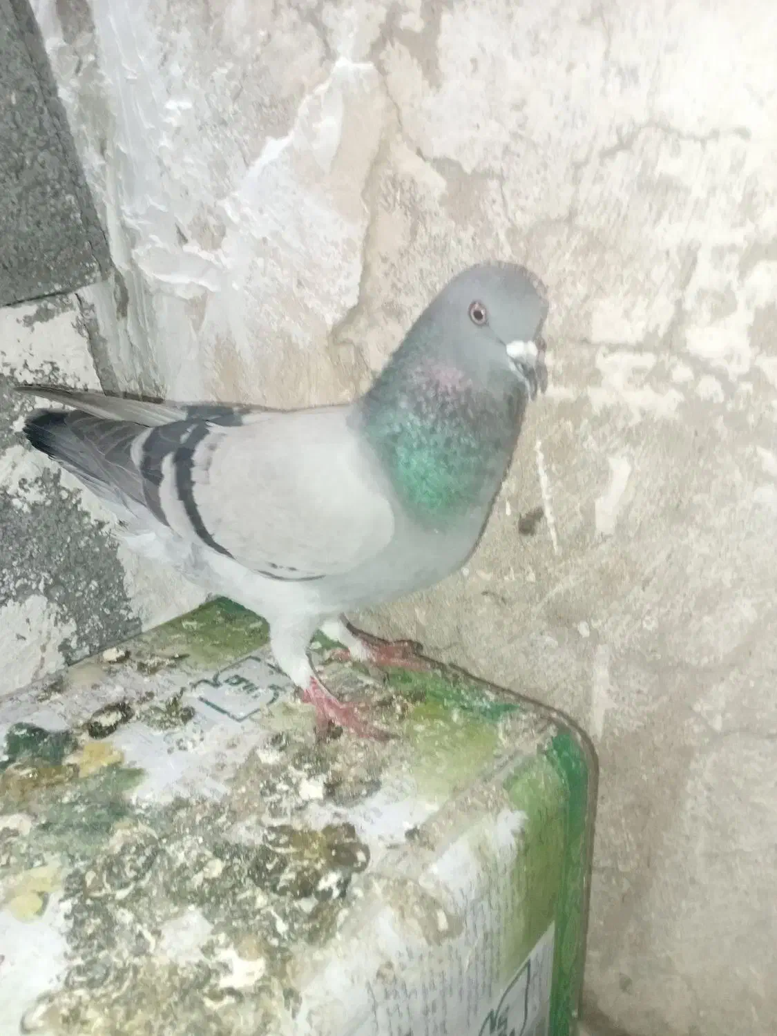 قره|پرنده|شیراز, جوادیه|دیوار