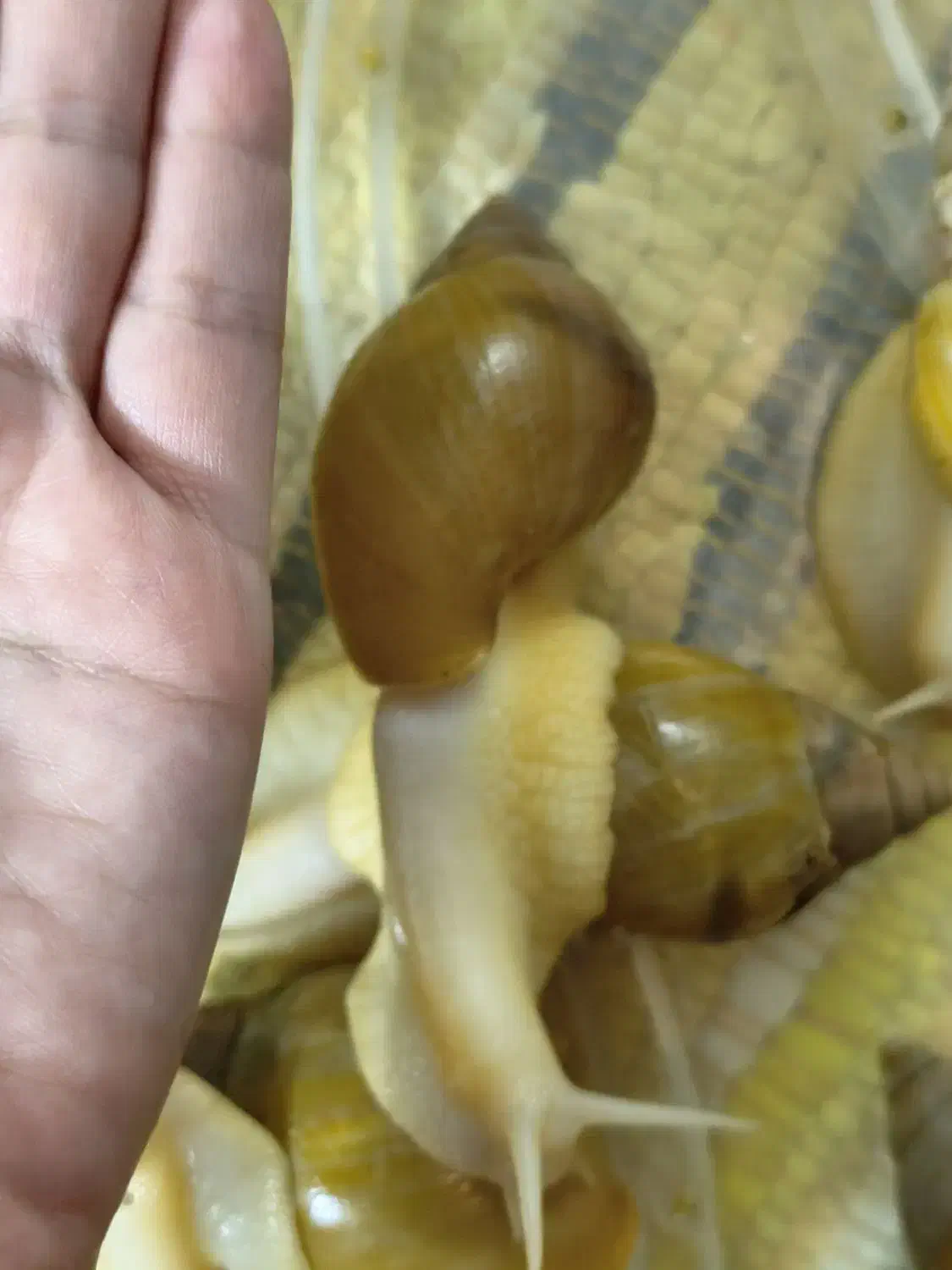 حلزون|خزنده|قم, نوقطار|دیوار