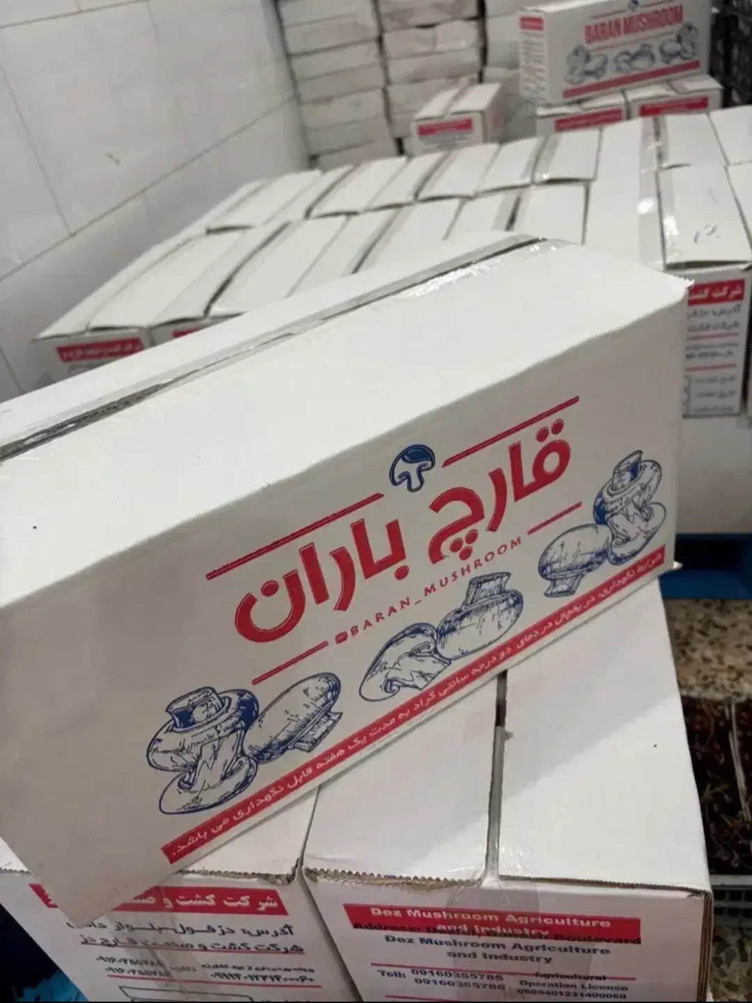 قارچ|خوردنی و آشامیدنی|آبادان, |دیوار