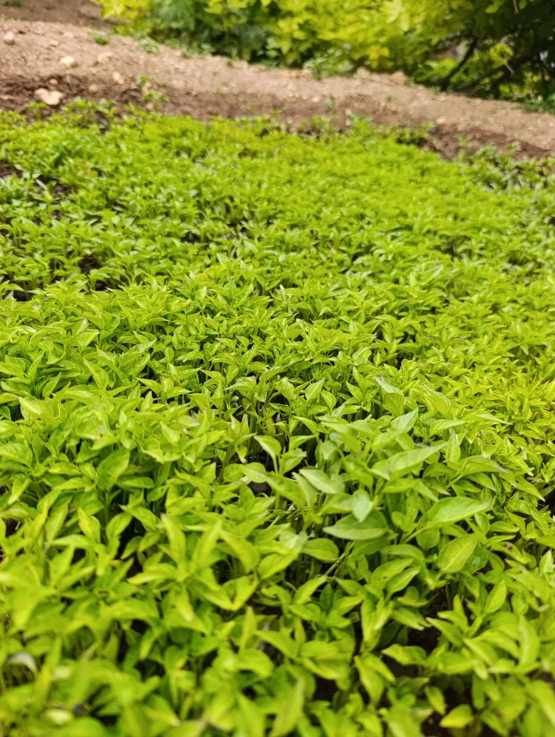 نشا|خدمات باغبانی و درختکاری|گوآور, |دیوار