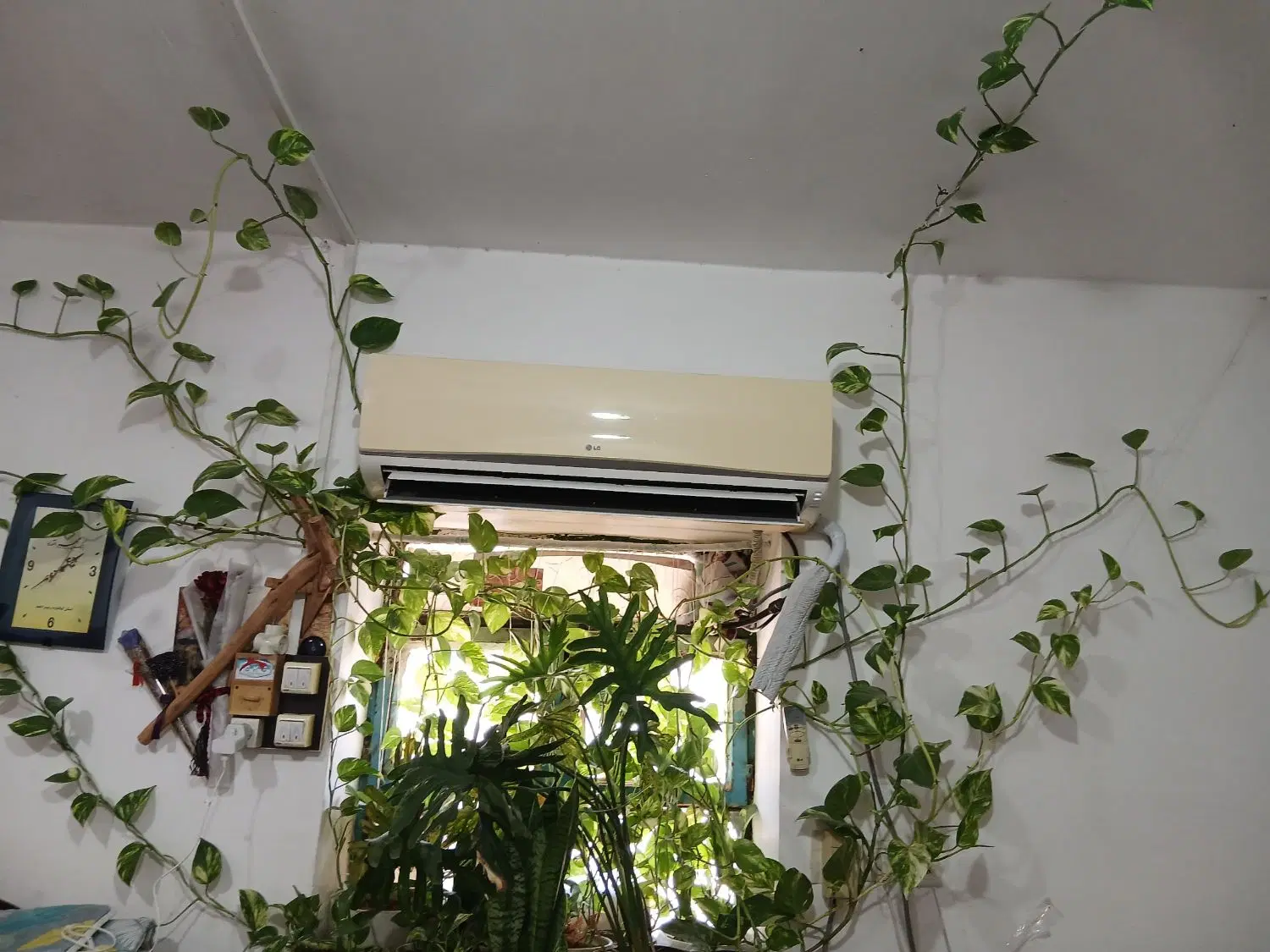 گیاه|گل و گیاه طبیعی|بهبهان, |دیوار