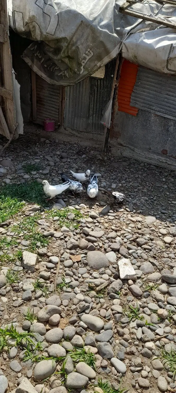 کبوتر|پرنده|کوچصفهان, |دیوار