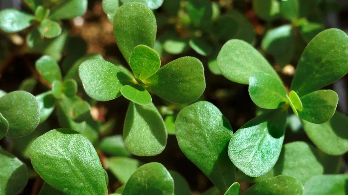 خرفه|خوردنی و آشامیدنی|اراک, |دیوار