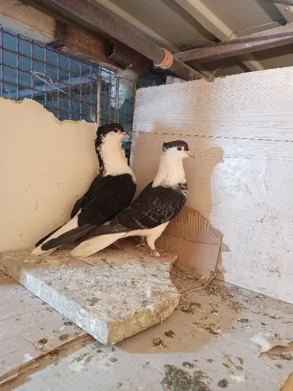 پرنده رنگی|پرنده|قم, صفائیه|دیوار