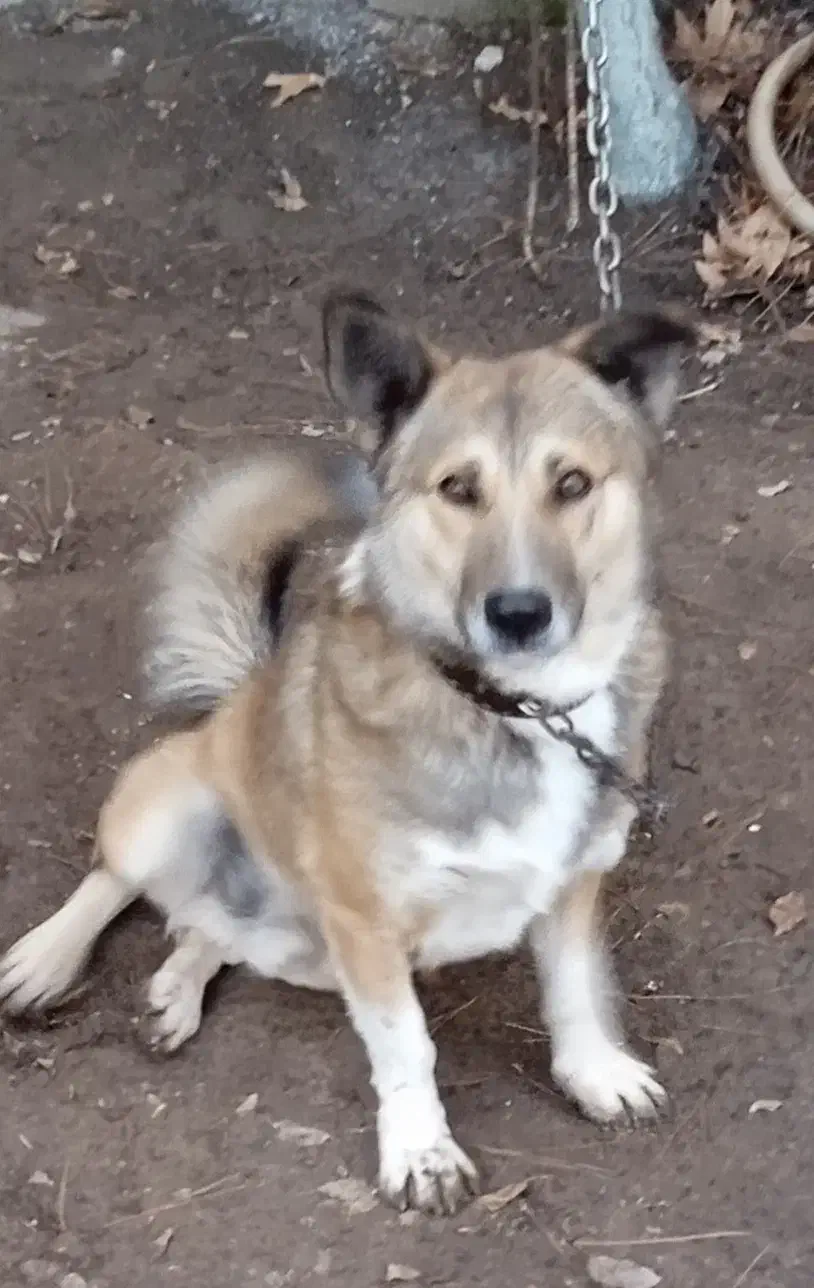 حیوانات|سگ|کرمانشاه, |دیوار