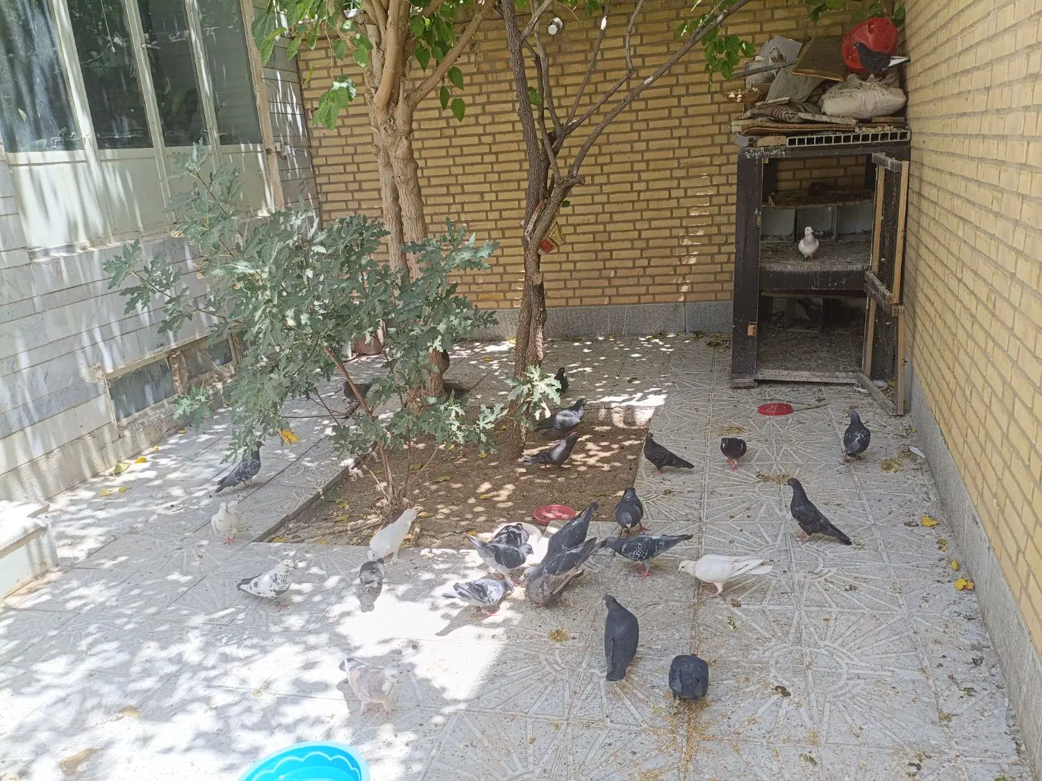 کبوتر|پرنده|شهرضا, |دیوار