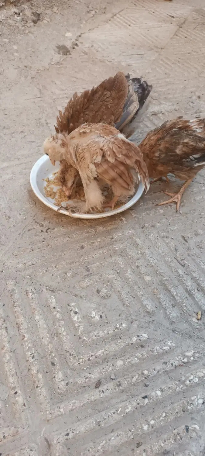 جوجه|پرنده|دوگنبدان, |دیوار