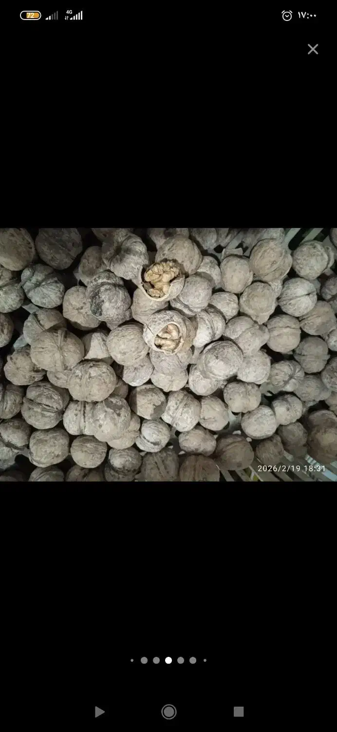 گردو همدان|خوردنی و آشامیدنی|قرق, |دیوار