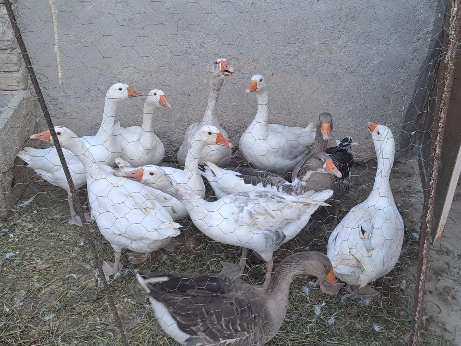 غاز|حیوانات مزرعه|زرین دشت (همدان), |دیوار