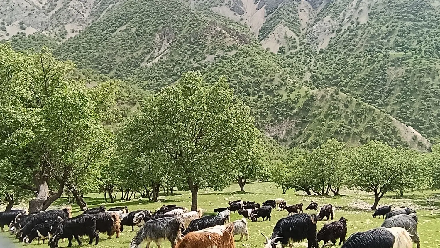 بز خوب|حیوانات مزرعه|منج, |دیوار