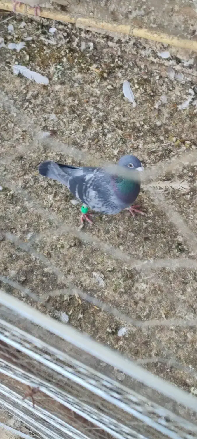 کبوتر|پرنده|شال, |دیوار