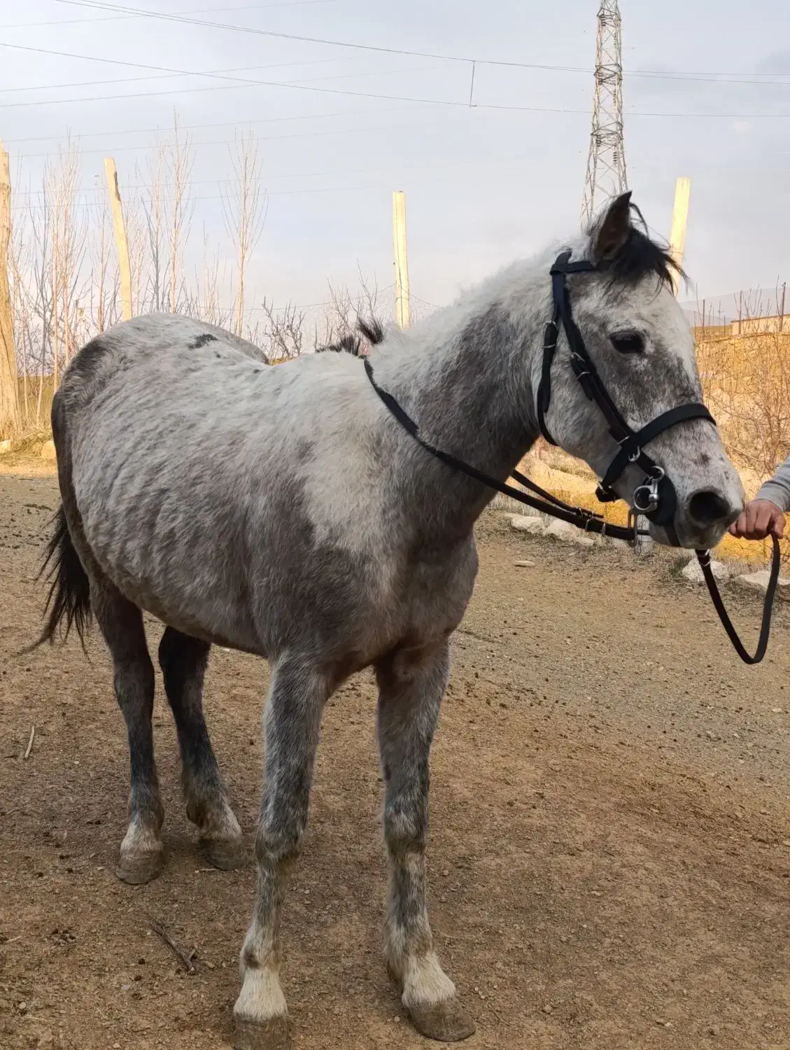 مادیان|اسب و تجهیزات اسب‌سواری|سارال, |دیوار