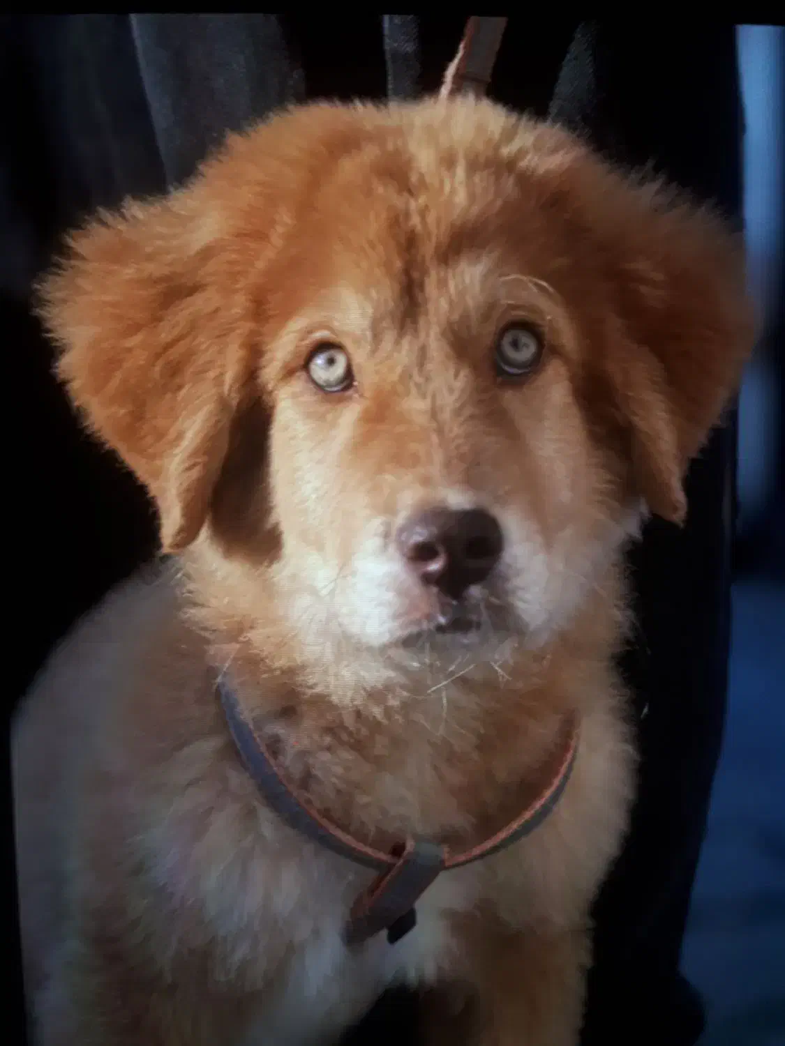 واگذاری سگ|سگ|مشهد, کوثر|دیوار