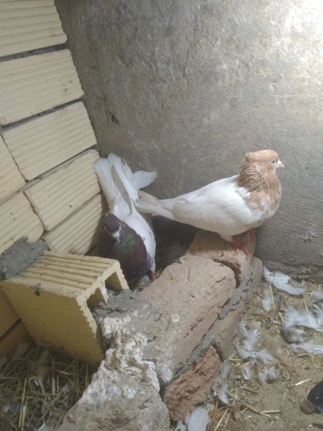 کله‌ای|پرنده|شیروان (لرستان), |دیوار