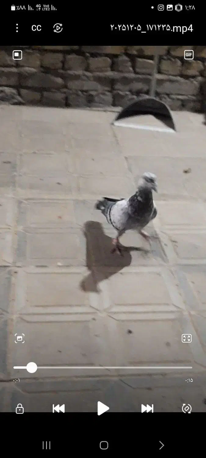 نرپرشی|پرنده|جوین, |دیوار