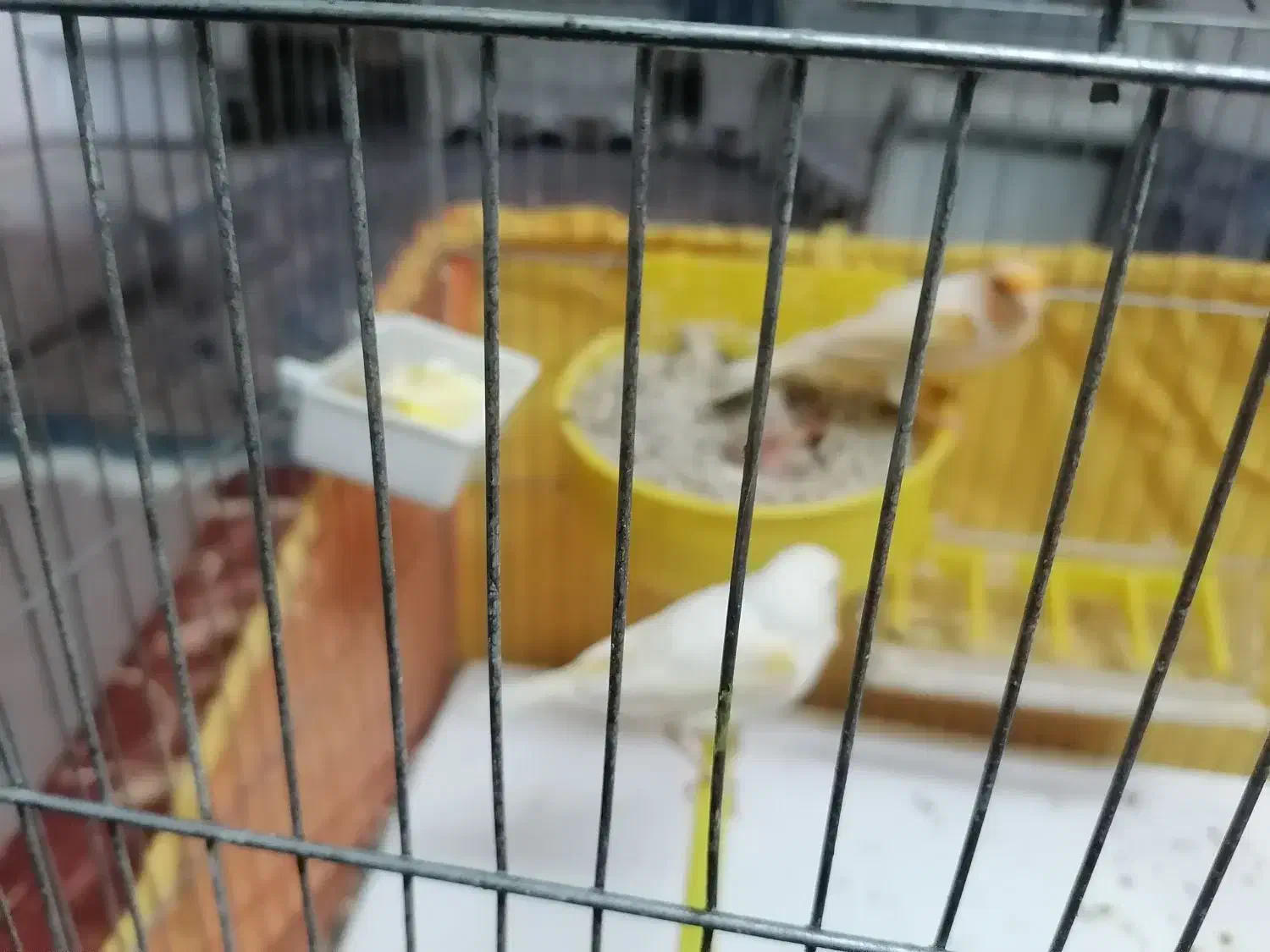 جفت قناری|پرنده|یزد, |دیوار