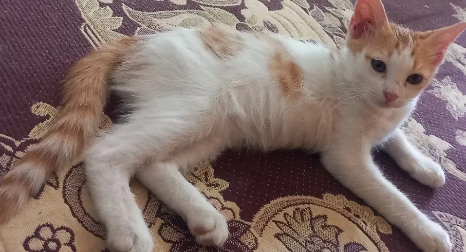 گربه|گربه|سبزوار, رضوی|دیوار