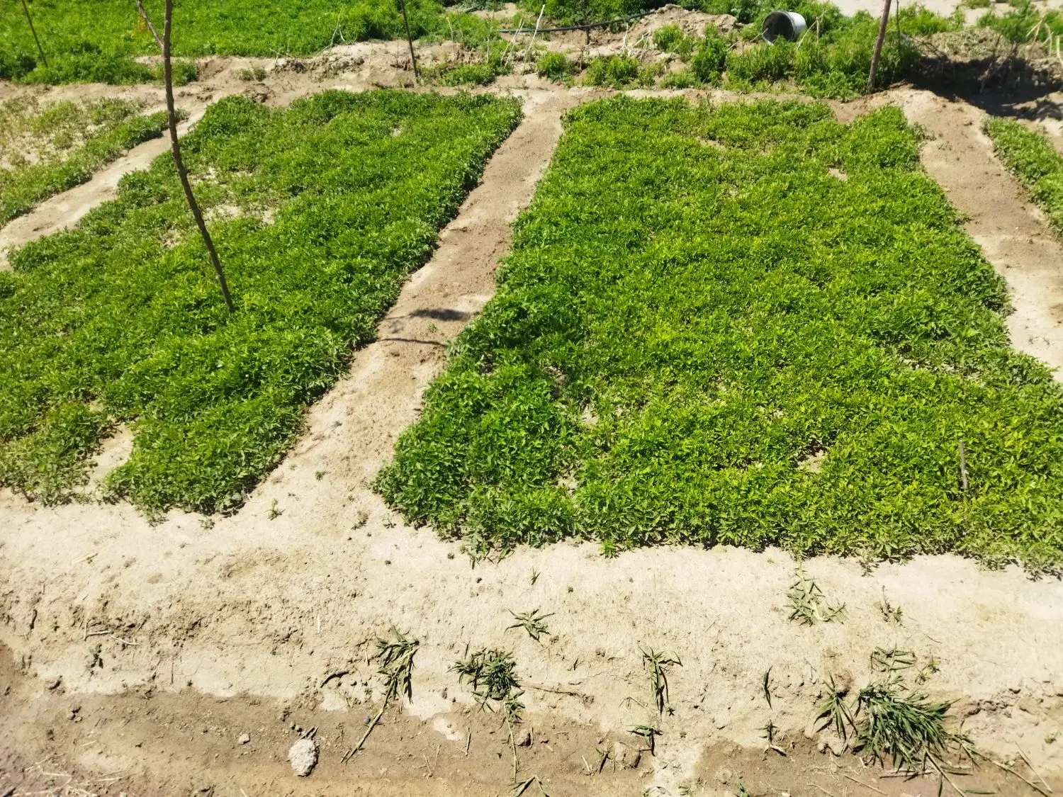 نشا (شتیل)|گل و گیاه طبیعی|چهاربرج, |دیوار