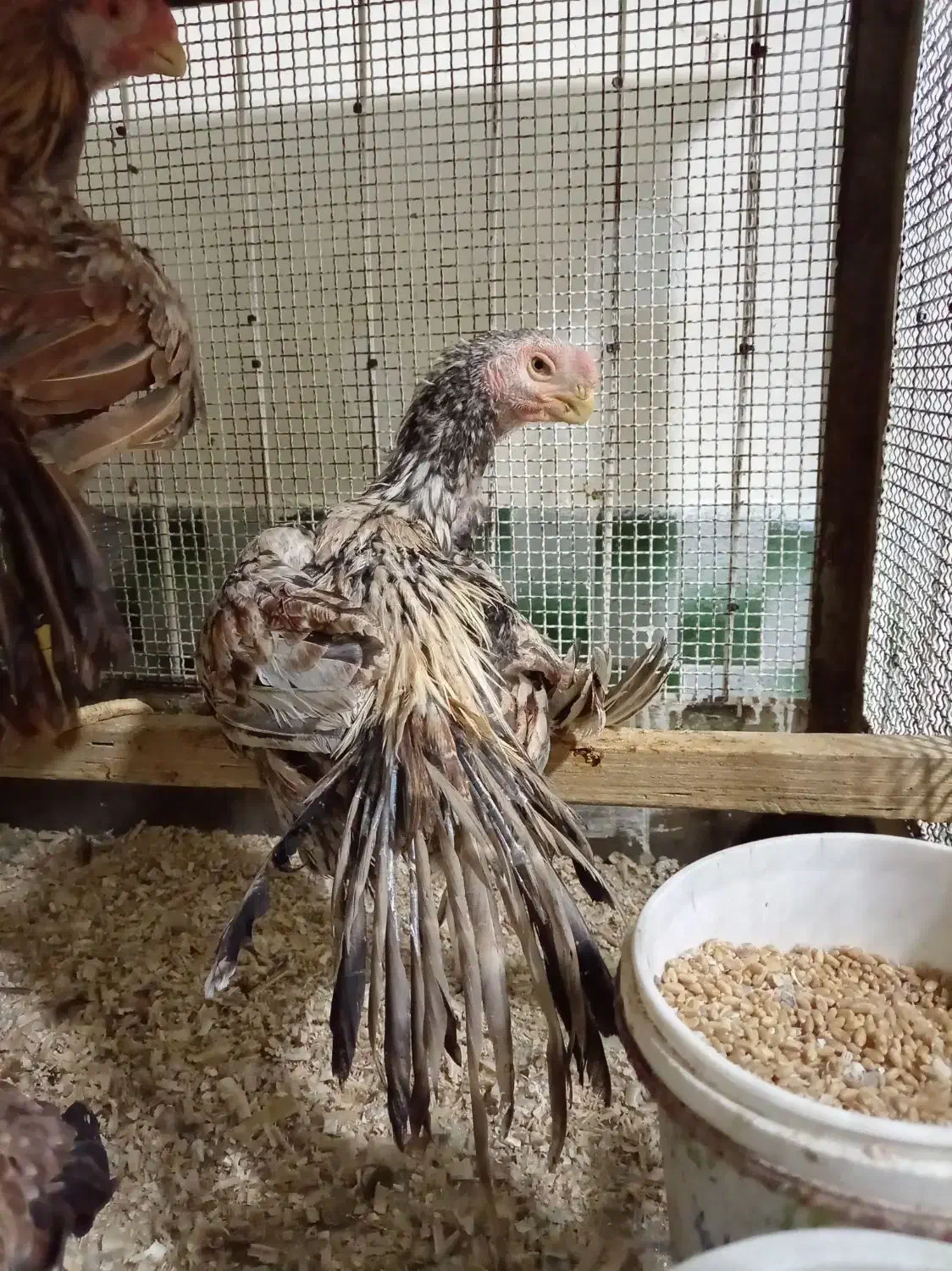 جوجه هندی|حیوانات مزرعه|رباطکریم, شهرک صنعتی نصیرآباد|دیوار