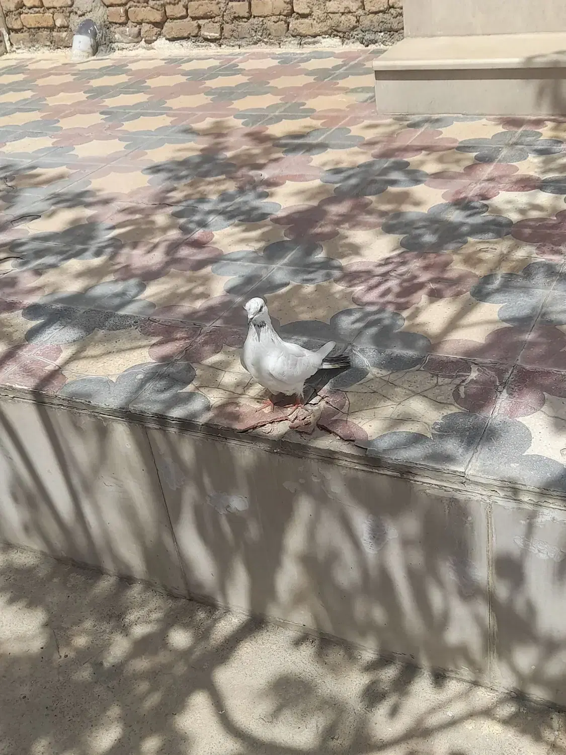 کفتر|پرنده|خزل, |دیوار